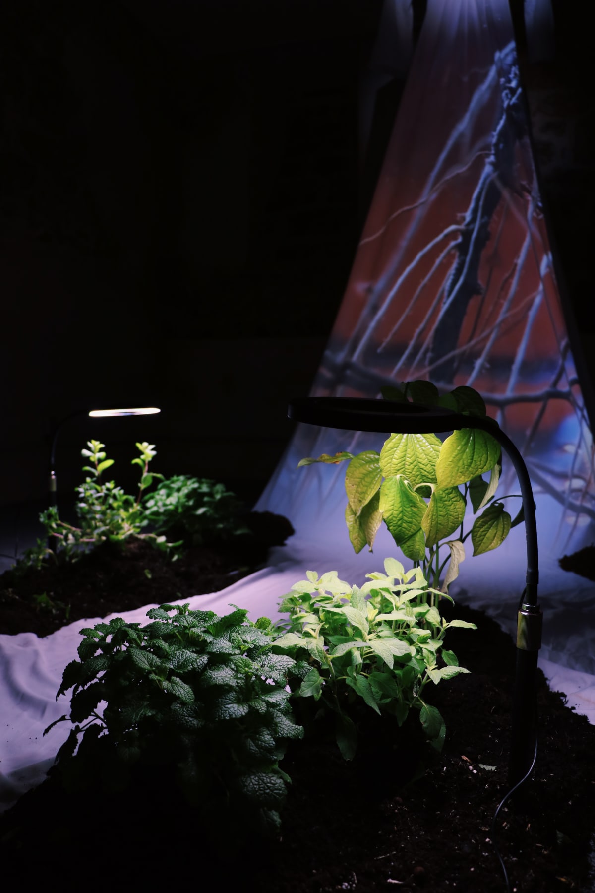 Smuggled Herbs: a workshop with Victoria Pham