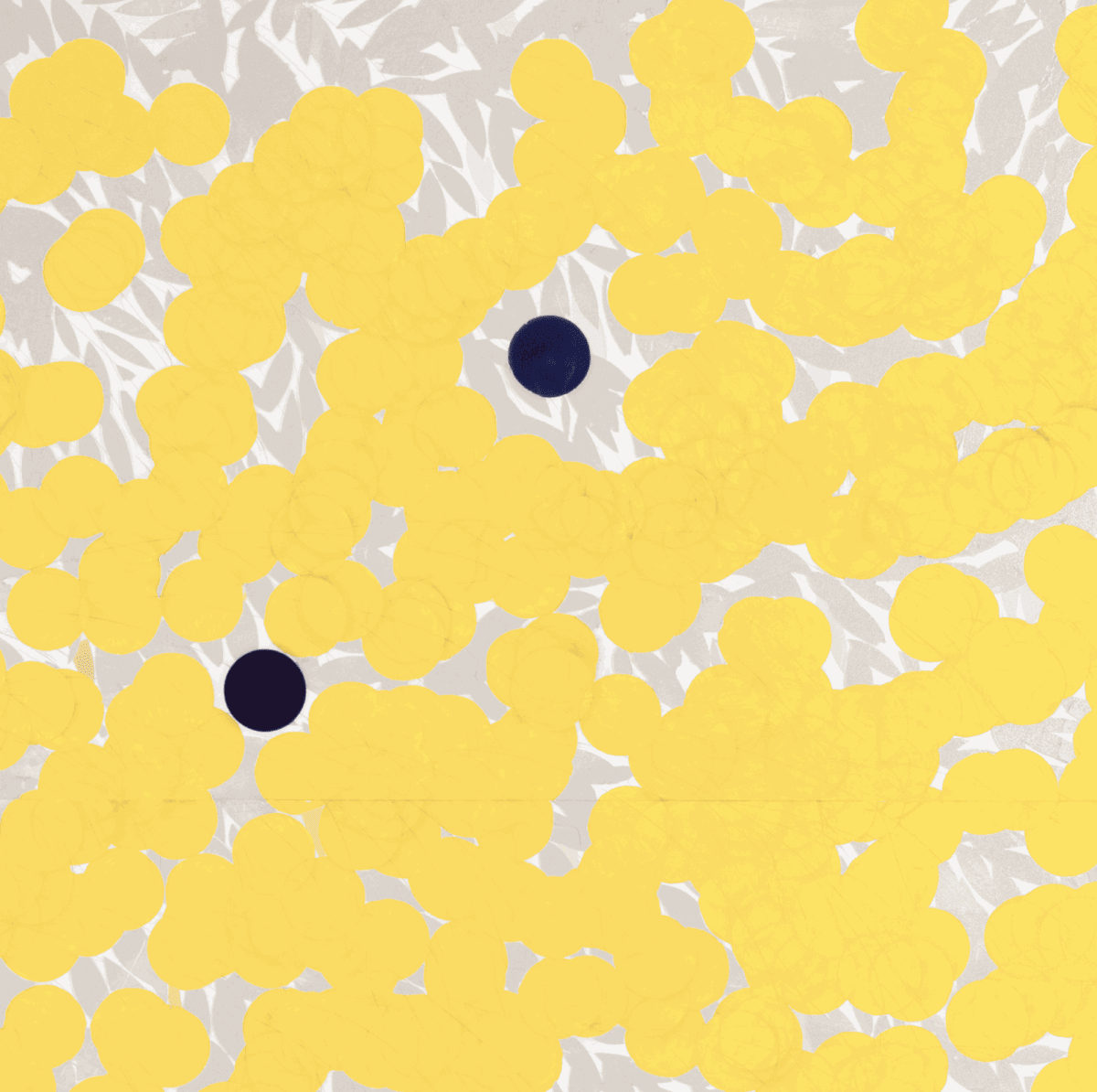 Recent Work – Mimosas