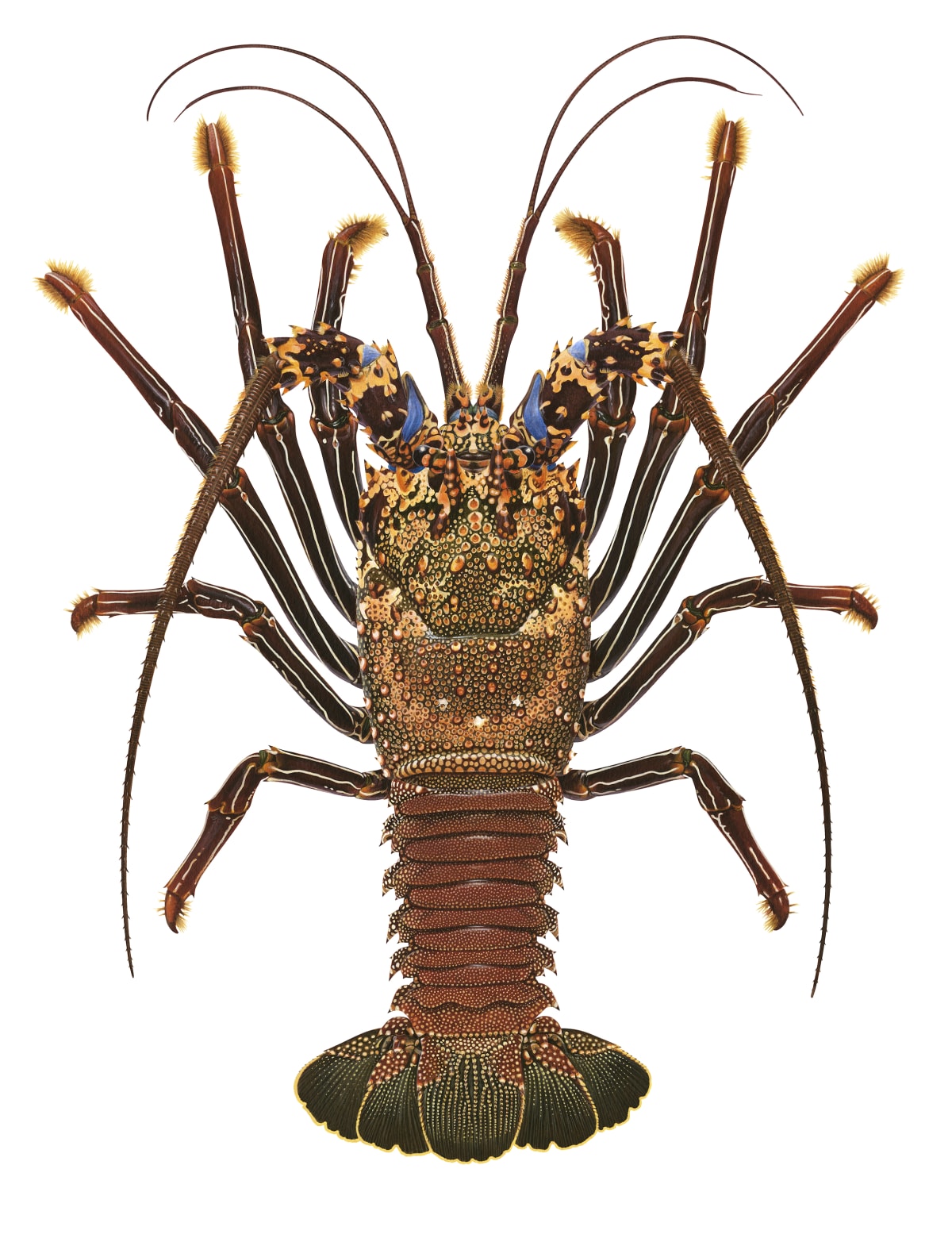 ABC RADIO NATIONAL: Roger Swainston interviewed by Nick Bryant