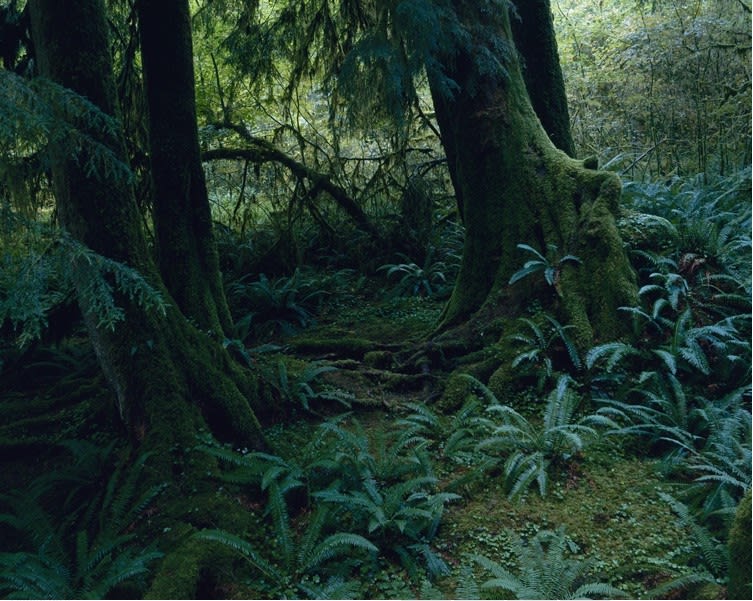 Yoshihiko Ueda | 24 March - 1 May 2010 | Michael Hoppen Gallery