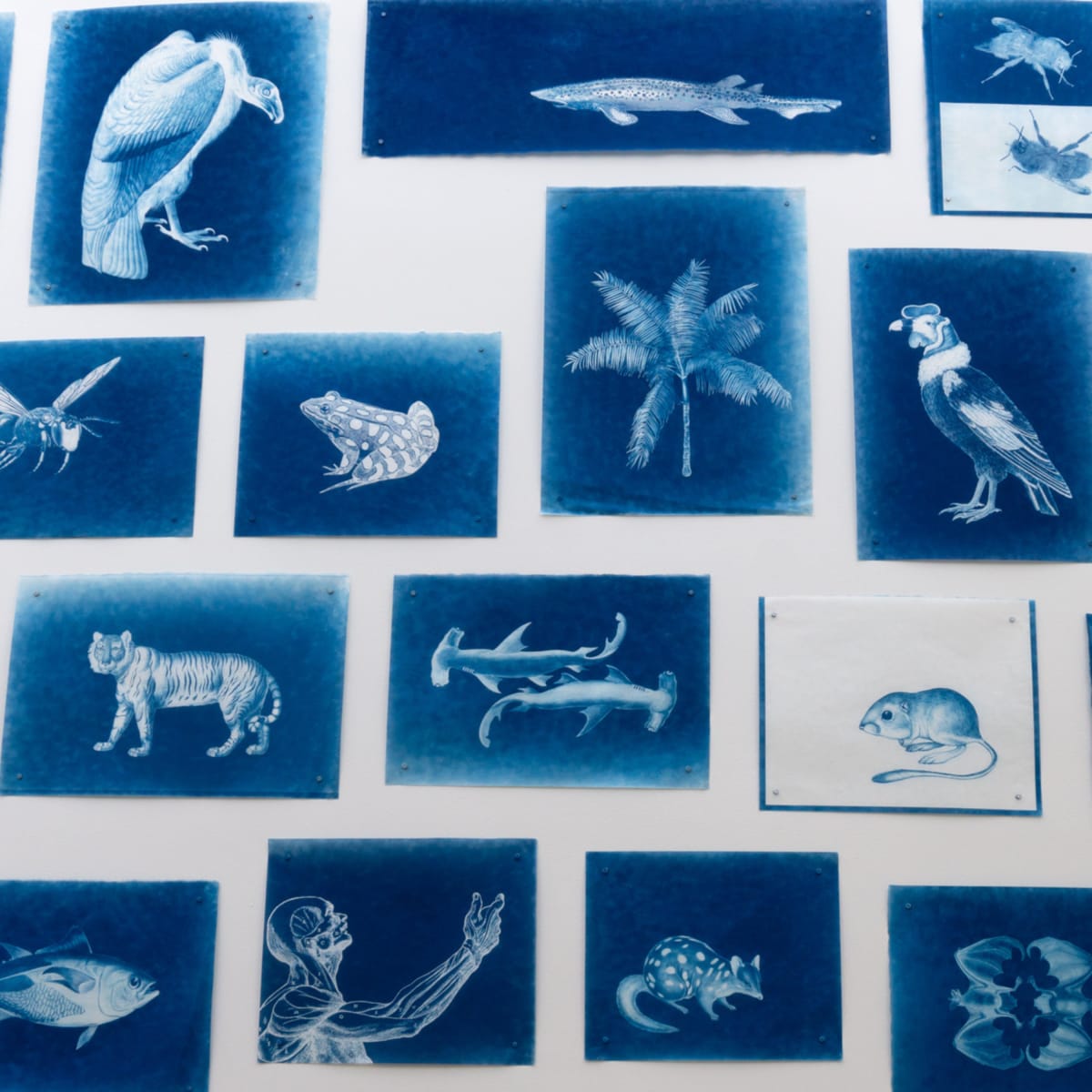 LigoranoReese: Vanishing Finish