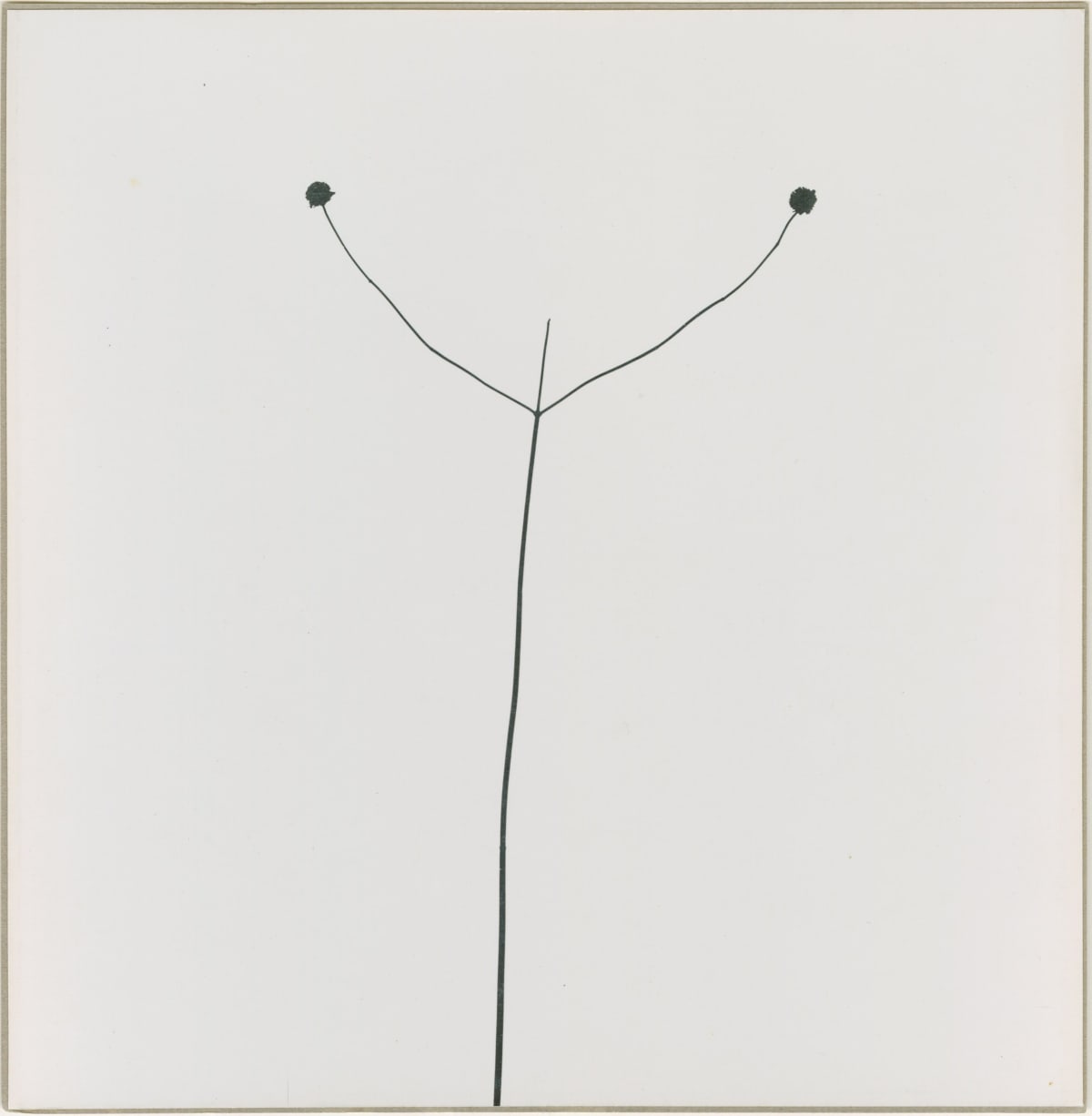 black minimalist weed with two prongs against white gray negative space background by Harry Callahan