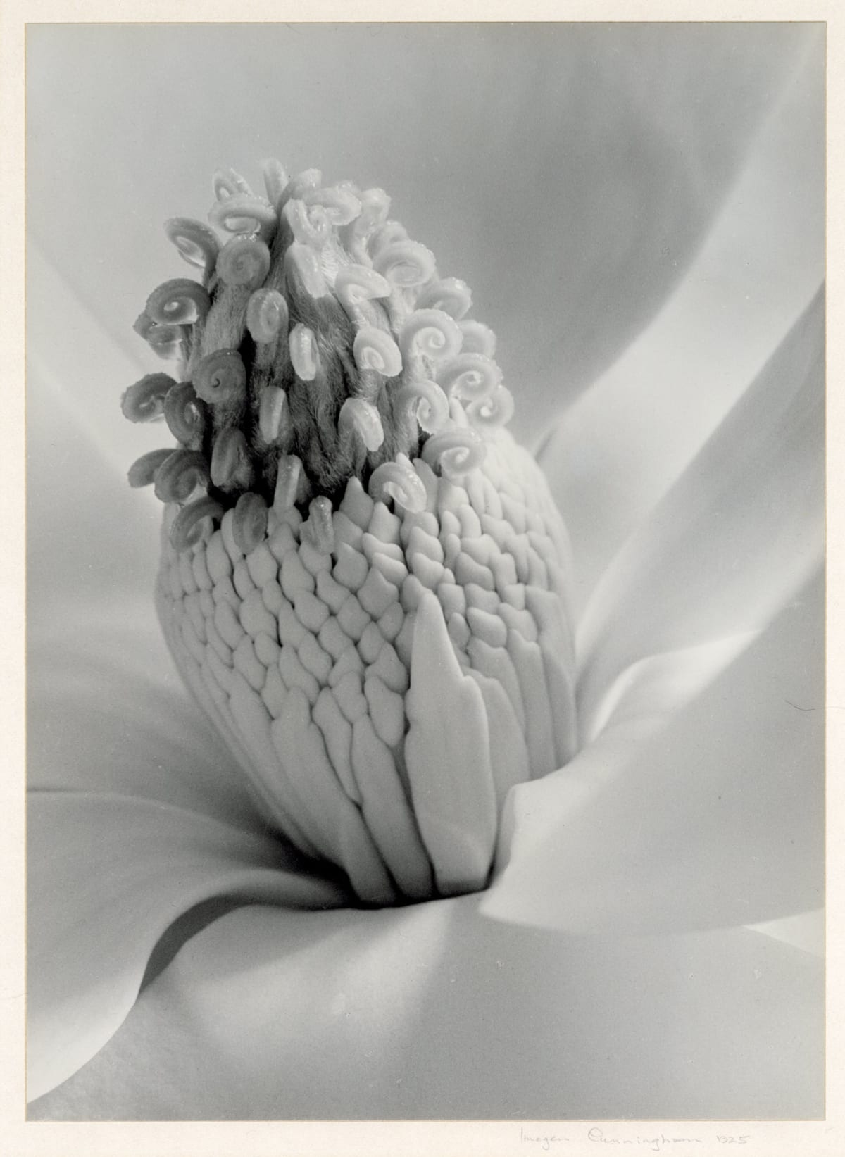 Imogen Cunningham | Edwynn Houk Gallery
