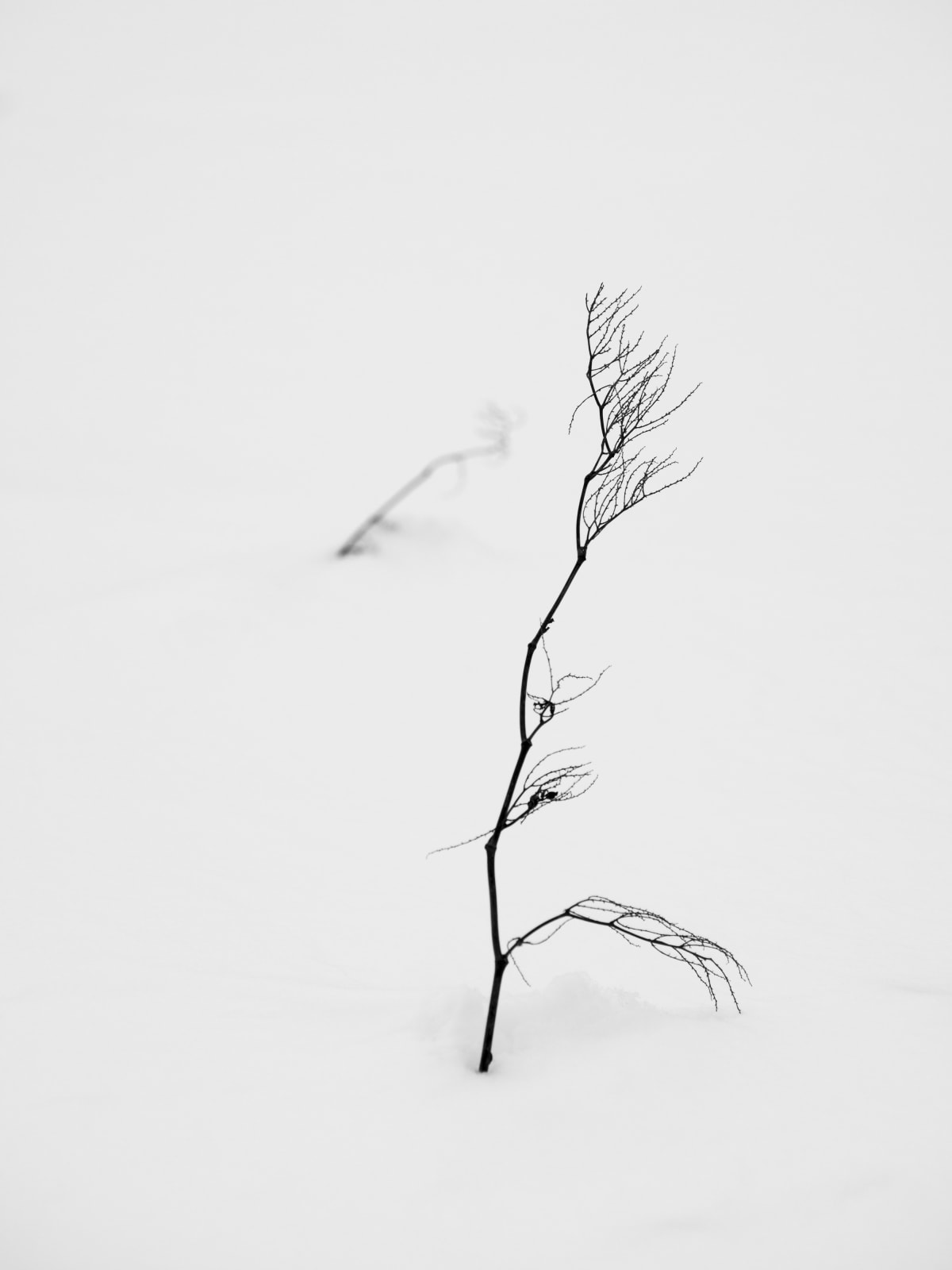 #37 初雪 HATSUYUKI - a group exhibition on 'FIRST SNOW'