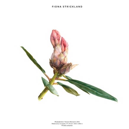 Gallery artist Fiona Strickland featured in 'Plant: Exploring the Botanical World'