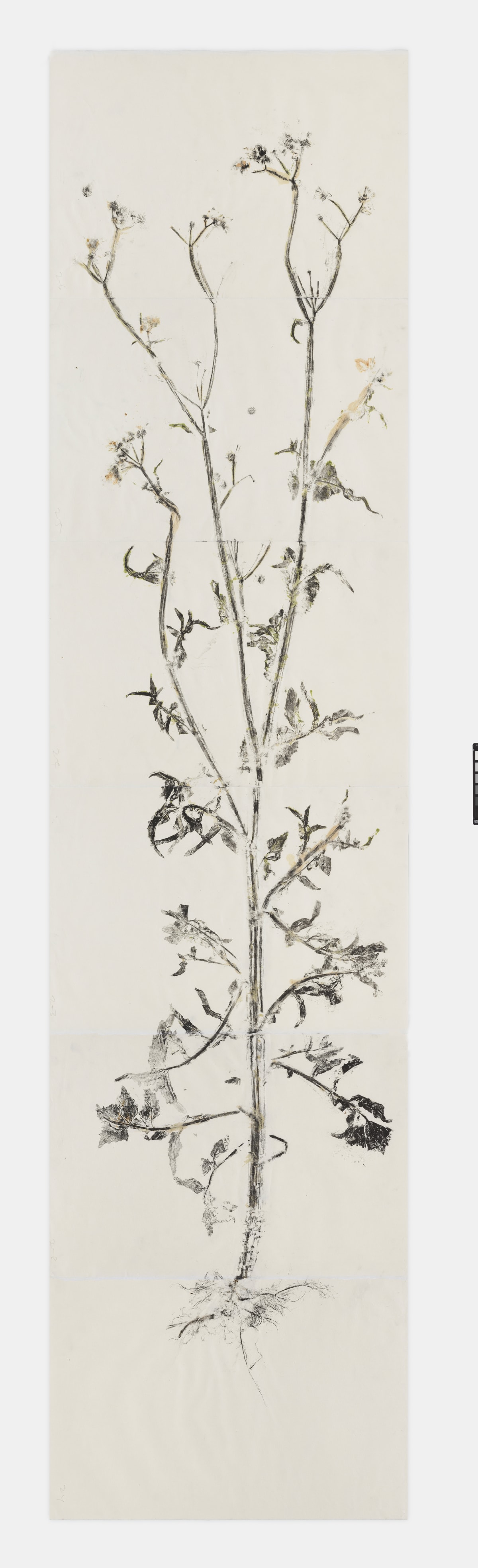 Simryn Gill, Maria's Garden Studies-Spent Dandelion (6) sheets), 2020/2021