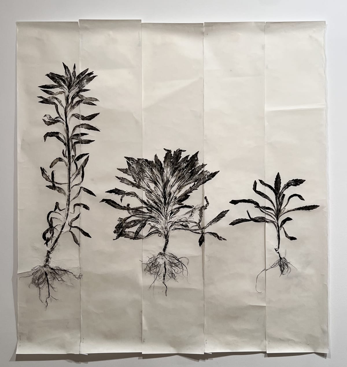 Simryn GILL, Weeds Suite 4, 2020/2021