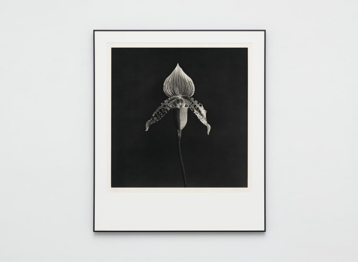 Mapplethorpe's Orchid, On Beauty and the Fragility of Life