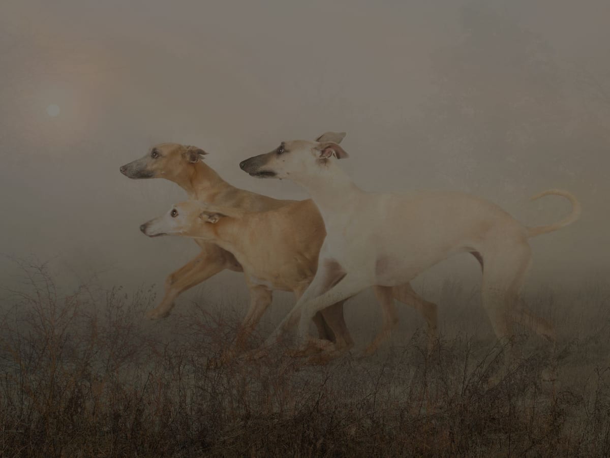 Rory Carnegie fine art photography print of three whippets photoshopped into Port Meadow, Oxford to resemble and old masters painting