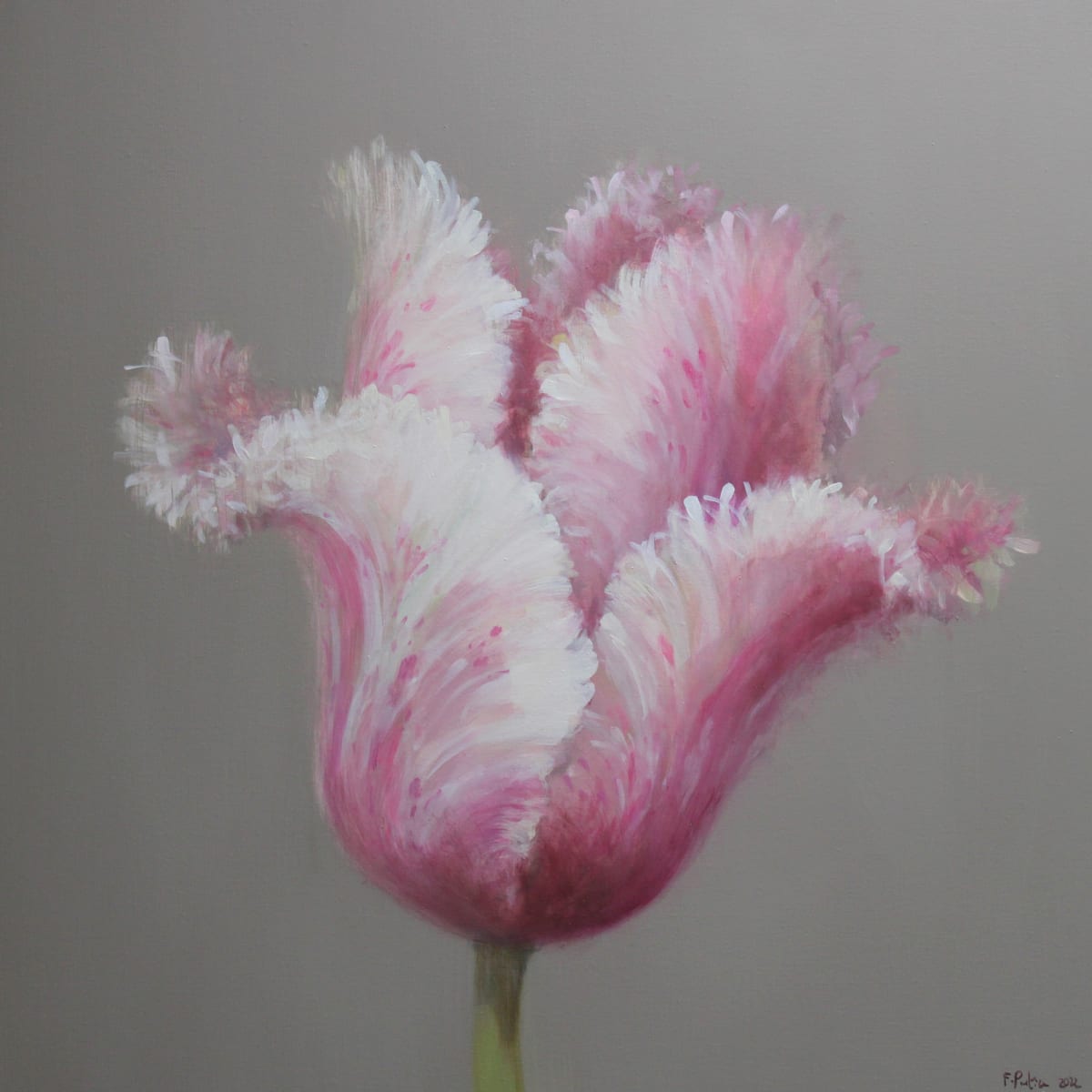 Fletcher Prentice oil study of a pink and white tulip on a grey background
