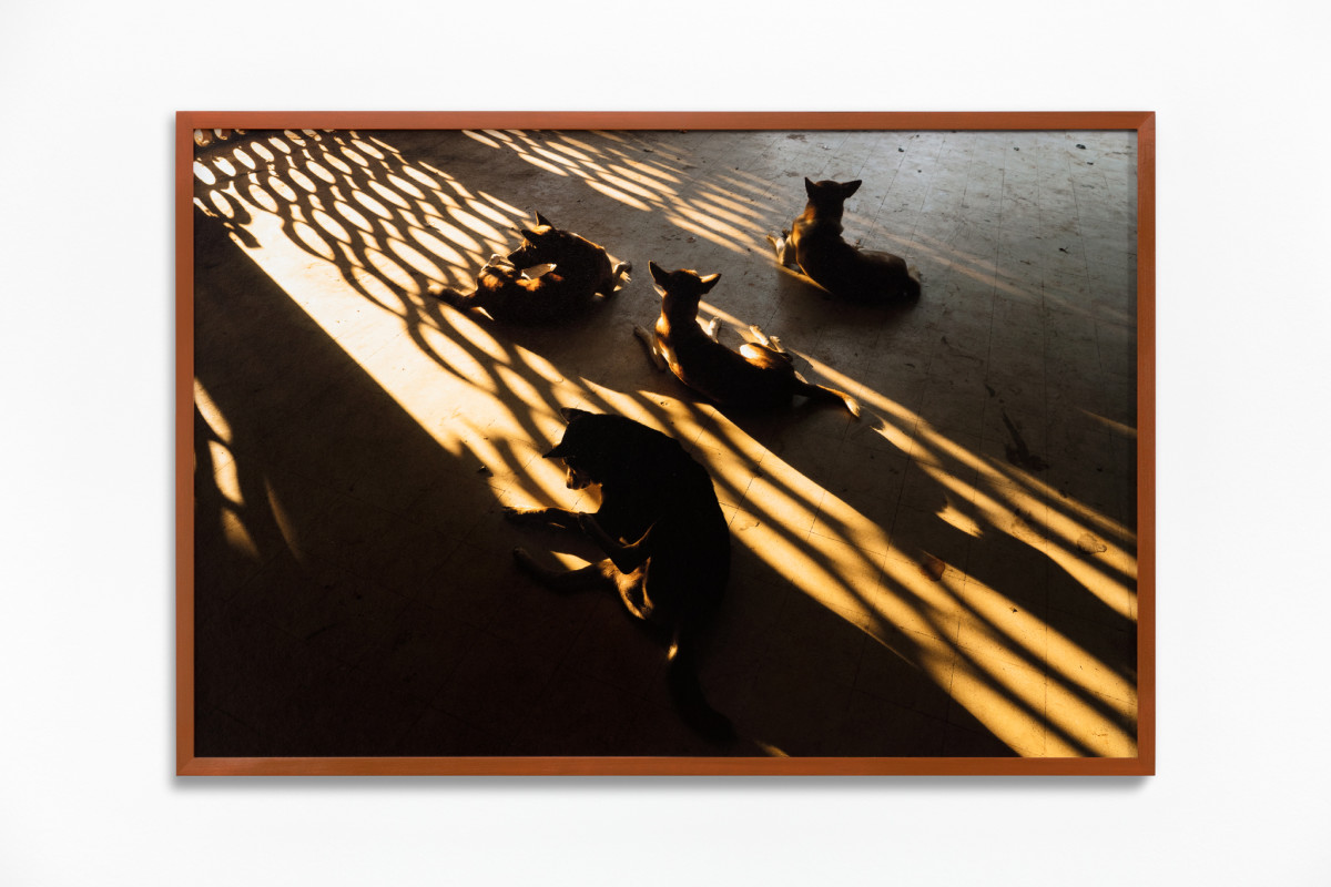 Daniel Steegmann Mangrané Fog Dog (Morning Jealousy), 2019-2020 Giclée Druck 50 x 75 cm (19 3/4 x 29 1/2 in) (unframed) 51,8 x 76,8 x 3,5 cm (20 x 29 7/8 x 1 3/8 in) (framed) Edition of 5