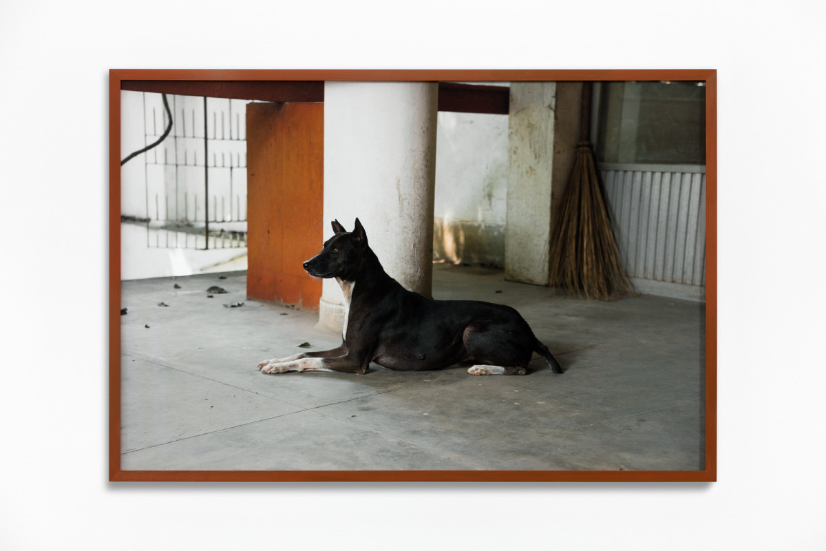 Daniel Steegmann Mangrané Fog Dog (Sphinx), 2019-2020 Giclée print 50 x 75 cm (19 3/4 x 29 1/2 in) (unframed) 51,8 x 76,8 x 3,5 cm (20 x 29 7/8 x 1 3/8 in) (framed) Edition of 5
