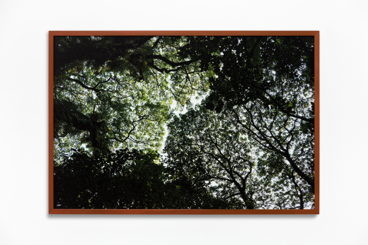 Daniel Steegmann Mangrané Fog Dog (Shy Crowns), 2019-2020 Giclée print 50 x 75 cm (19 3/4 x 29 1/2 in) (unframed) 51,8 x 76,8 x 3,5 cm (20 x 29 7/8 x 1 3/8 in) (framed) Edition of 5