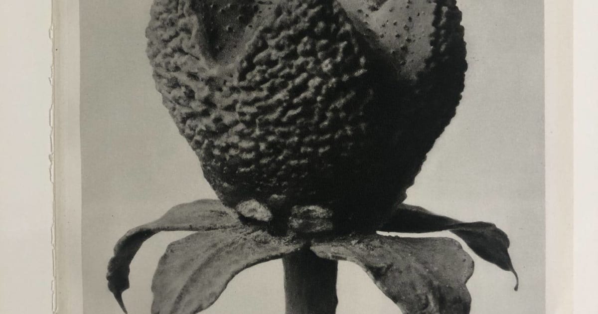 Karl Blossfeldt | Bruce Silverstein