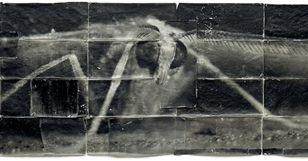 アート・デザイン・音楽 MIKE & DOUG STARN ATTRACTED TO LIGHT SET Doug and Mike Starn - Works | Hackelbury Fine Art