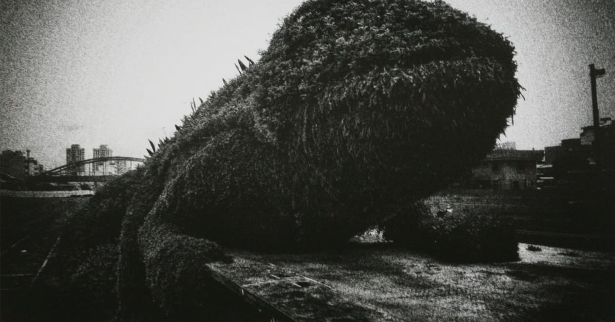 Daido Moriyama - Other works | IBASHO