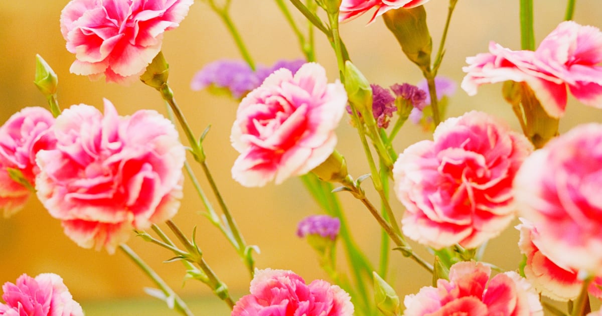 アート・デザイン・音楽 Showa 88 usui kazuyoshi Showa 88 - Kazuyoshi USUI | shashasha - Photography & art in books