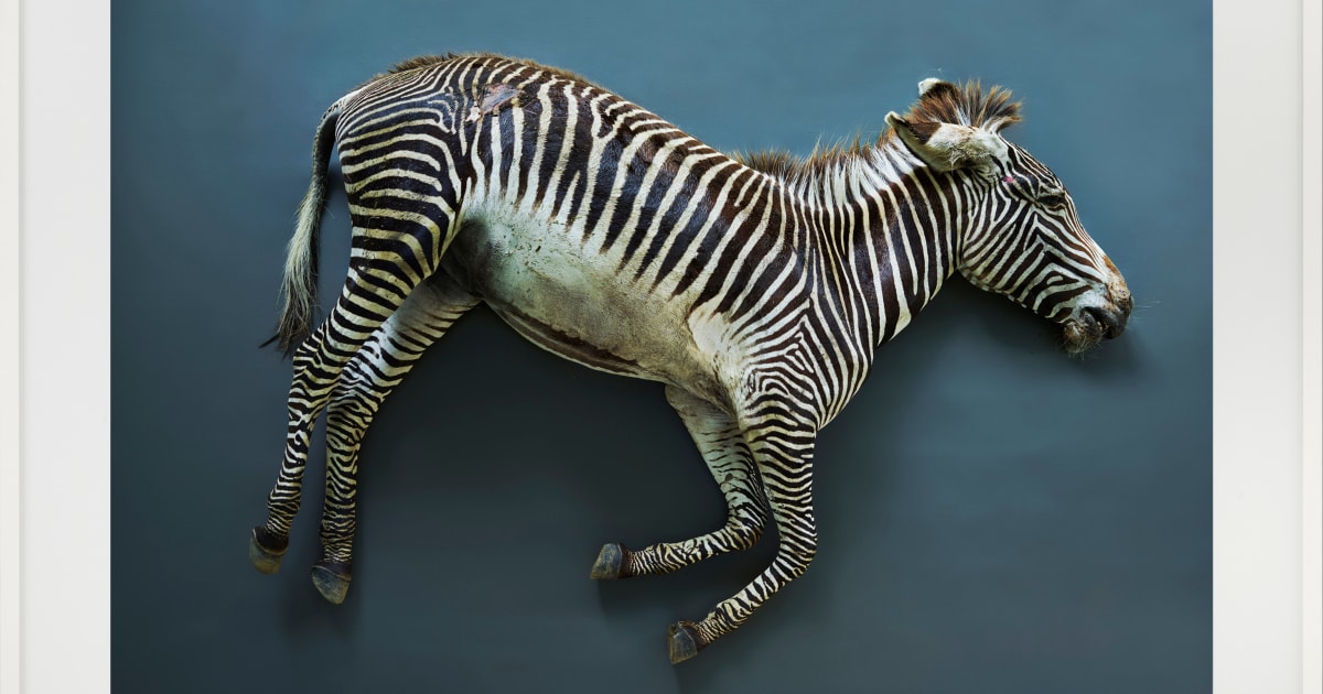 Thomas Struth, Zebra (Equus grevyi), Leibniz IZW, Berlin