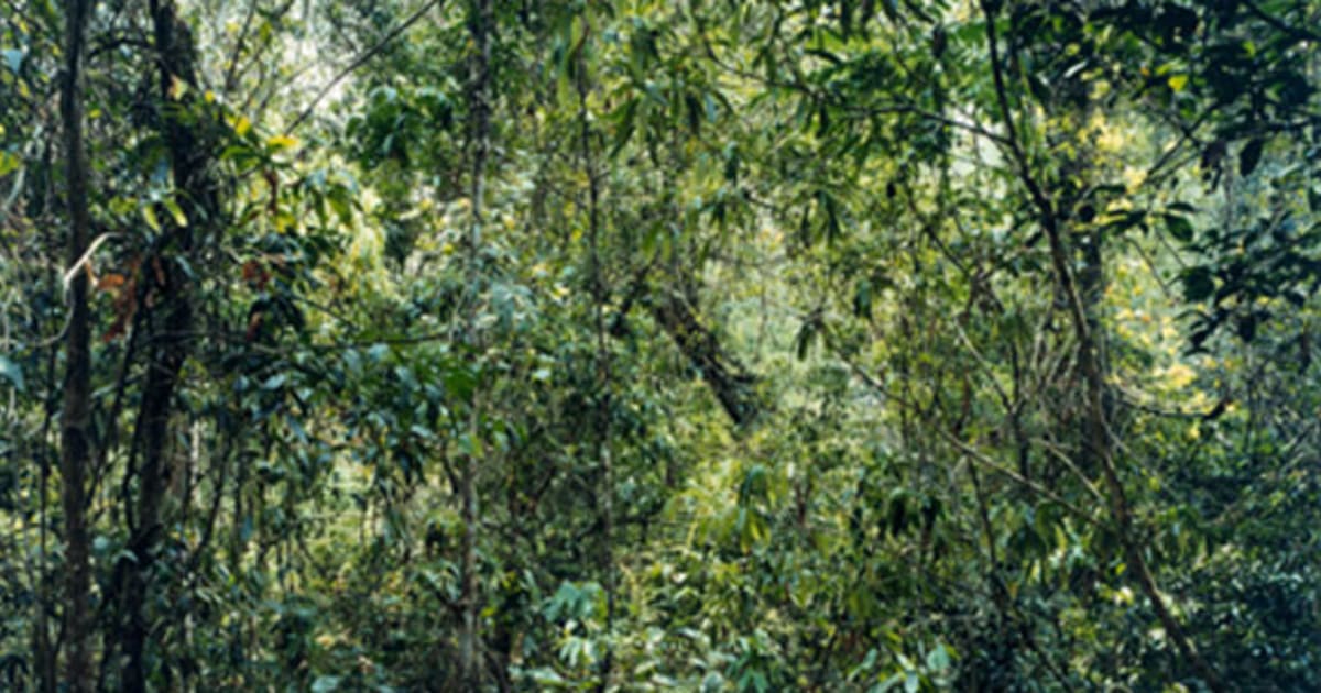 Thomas Struth, Paradise 9 (Xi Shuang Banna) Provinz Yunnan
