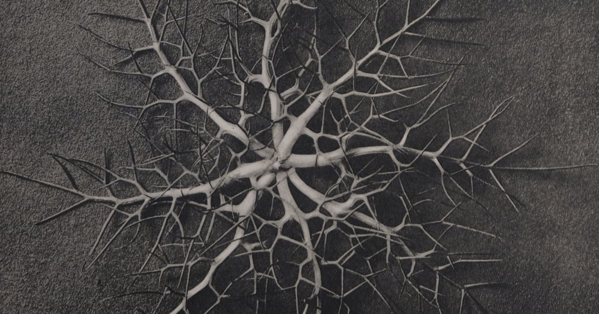 Karl Blossfeldt | Michael Hoppen Gallery