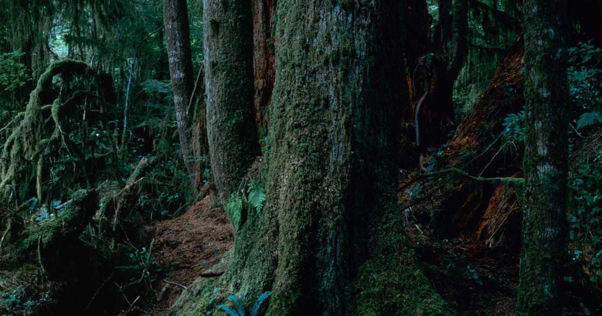 Yoshihiko Ueda | Michael Hoppen Gallery