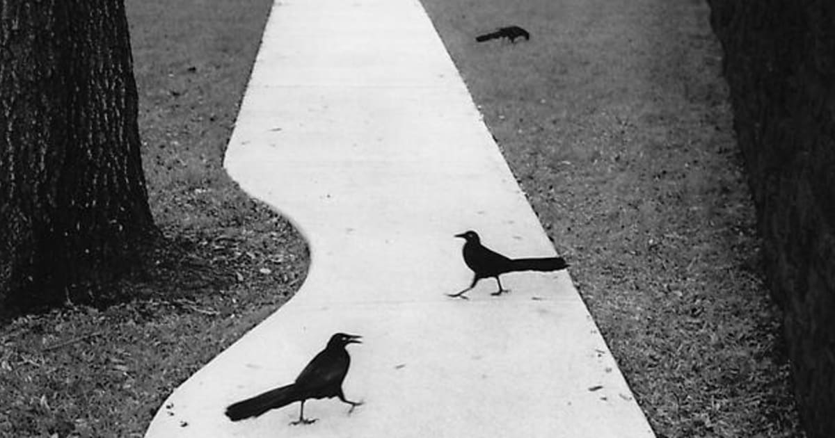 Pentti Sammallahti - Works | The Hulett Collection