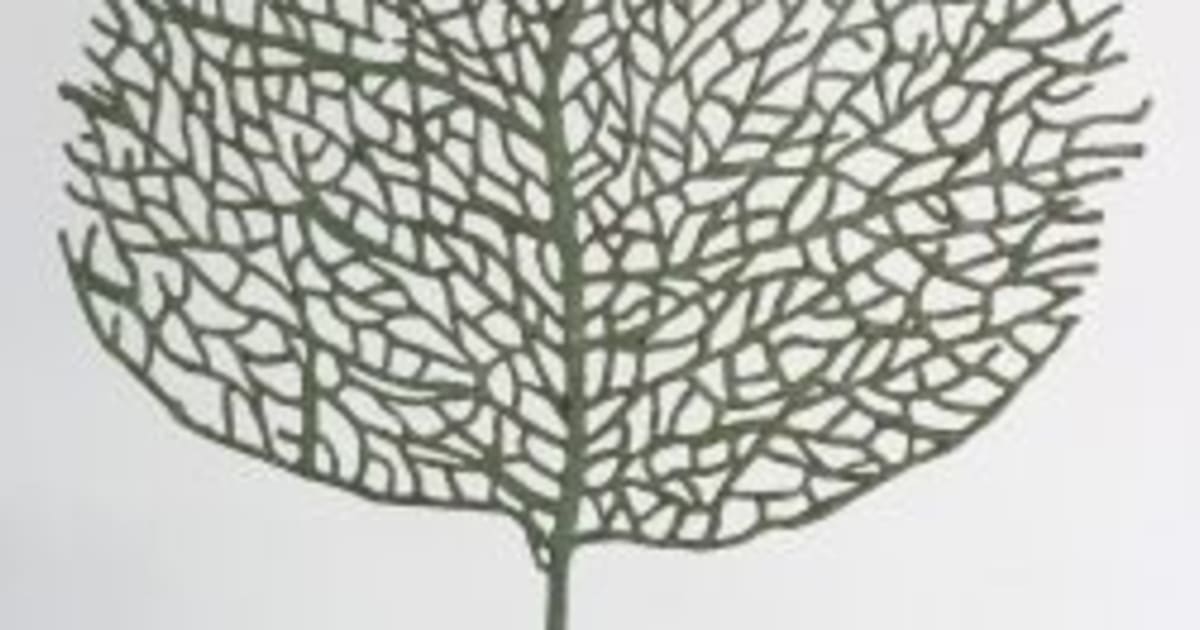 abigail-mclellan-rebecca-hossack-art-gallery