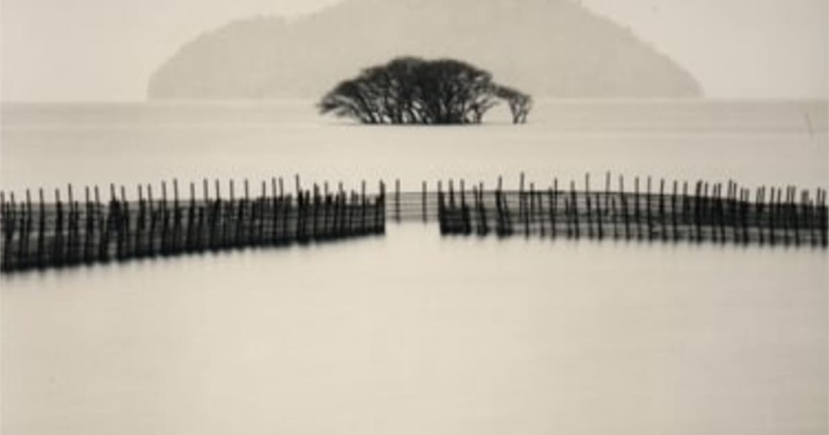 Michael Kenna, Submerged Tree, Kohoku, Honshu, Japan | Robert Klein Gallery