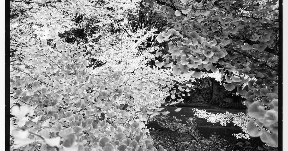 写真家Nicholas Nixon サイン入りエキシビションポスター Nicholas Nixon | Fraenkel Gallery