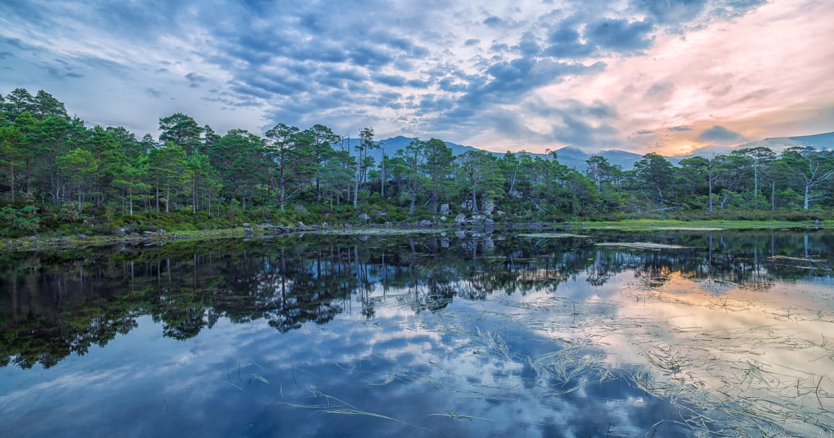 Artworks The Tree Art Gallery