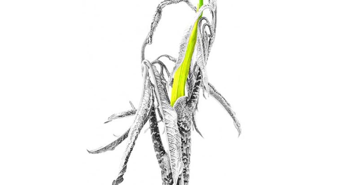 Marianne Hazlewood Open Eye Gallery