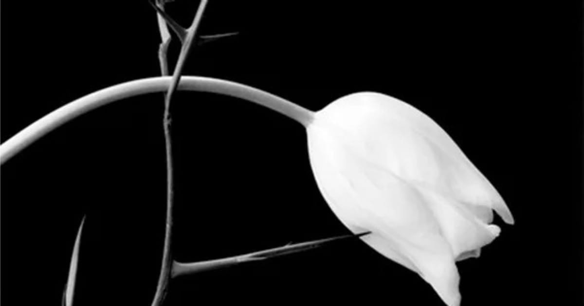 ROBERT MAPPLETHORPE: 1979- 1989 | 3 June - 31 July 2016