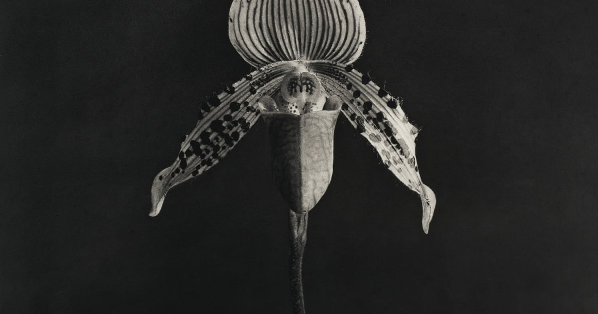 Robert Mapplethorpe | Artists | USF Graphicstudio
