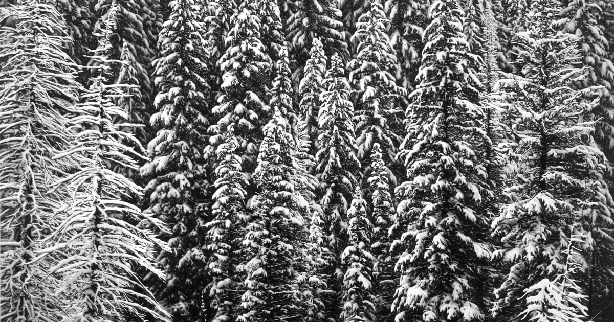 Robert Longo, Untitled (White Snow Trees of the Black Forest