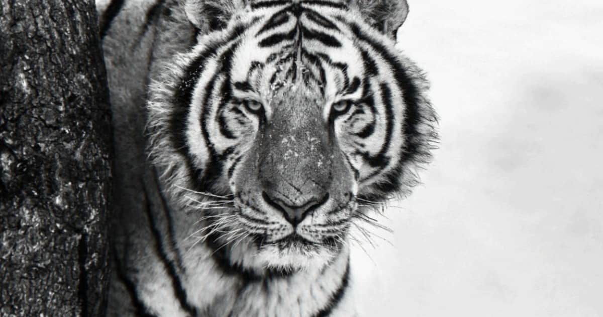 david yarrow good morning siberia