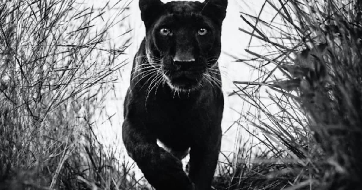 e38f4369f84322eb74029fe1bfc1bd