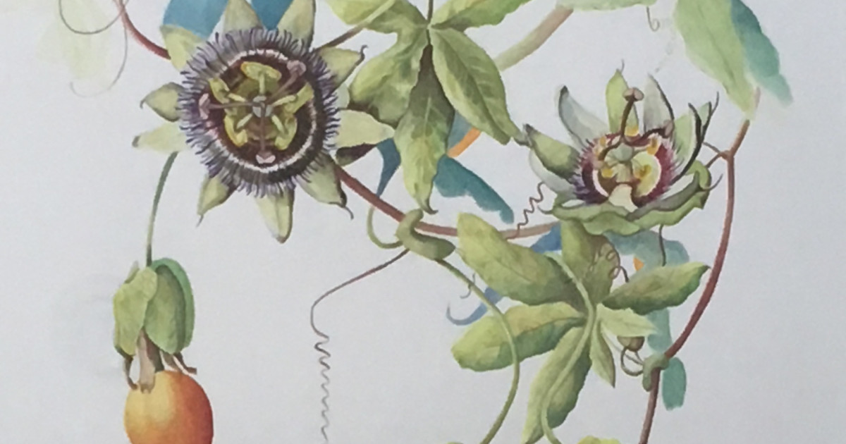 Fay Ballard Passion Flower Royal Watercolour Society