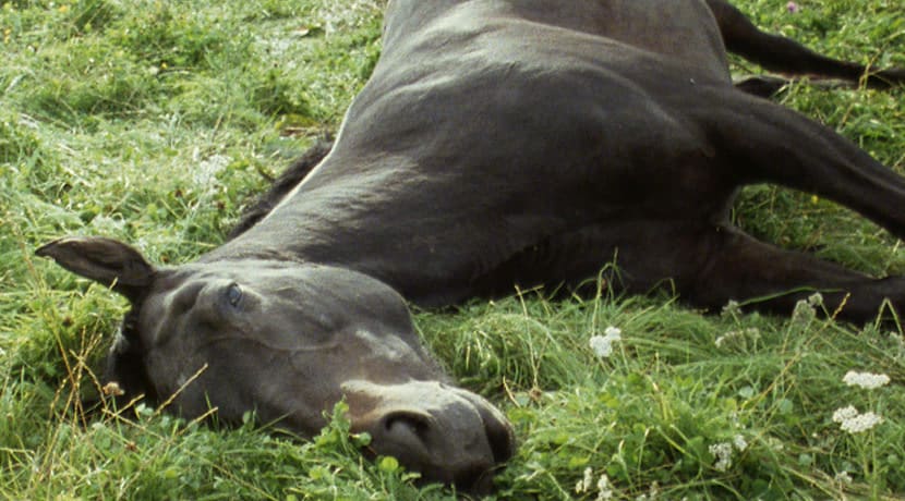 Black horse laying in grass, part of Running Thunder, a film by Steve MᶜQueen