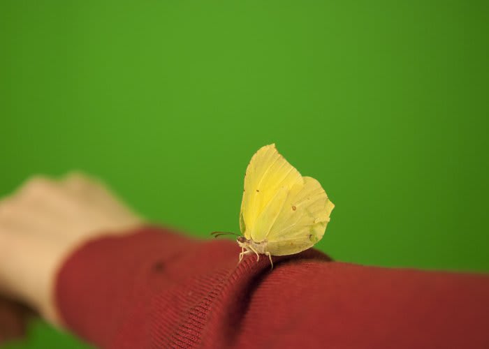 yellow butterfly on red sleeve against green backdrop