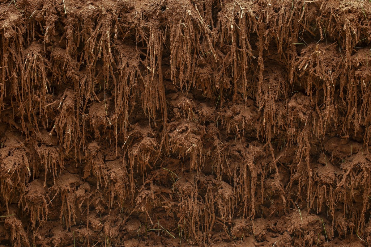 Image: Delcy Morelos - El espacio vientre