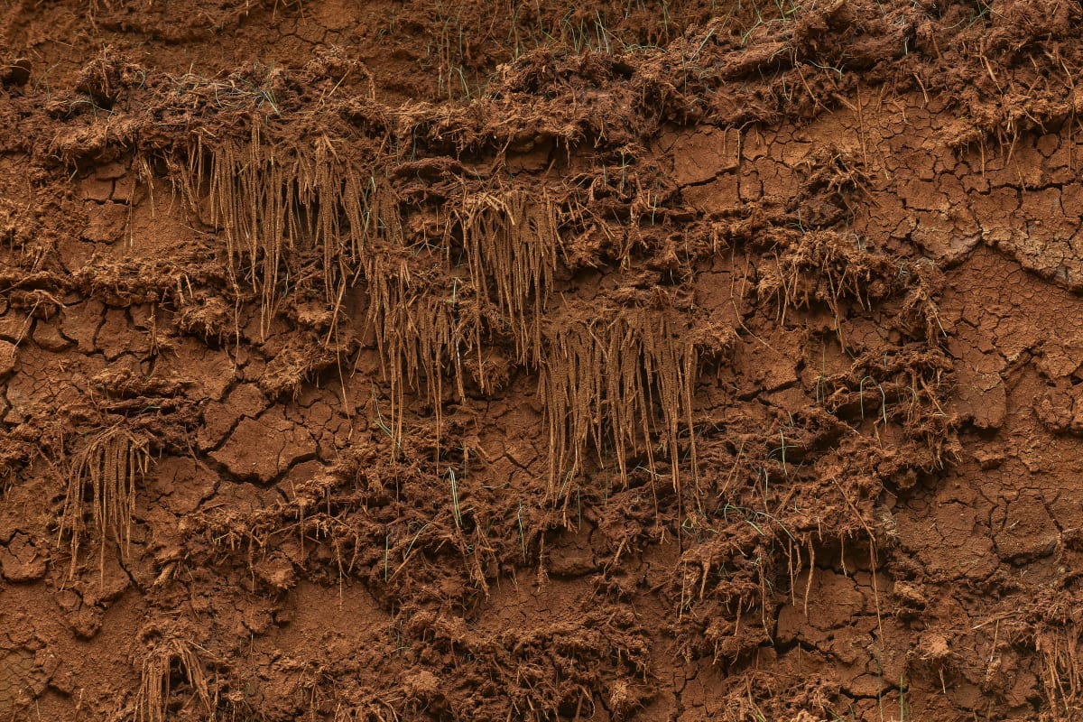 Image: Delcy Morelos - El espacio vientre