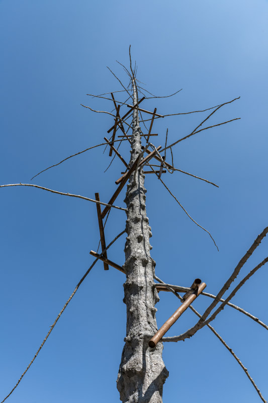 Giuseppe Penone, "Abete," Piazza della Signoria