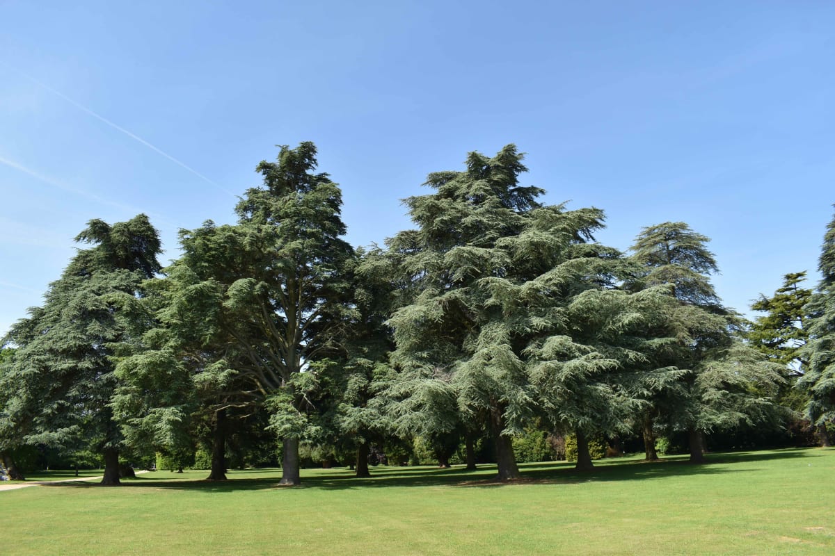 Tino Sehgal at Blenheim Park and Gardens