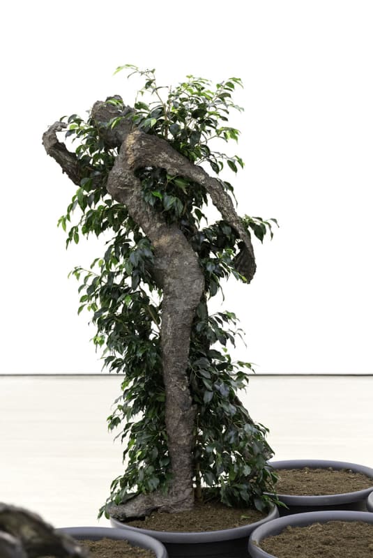 Giuseppe Penone, Vegetal gesture, 1983, ©Adagp, Paris, 2022, ©Archivo Penone