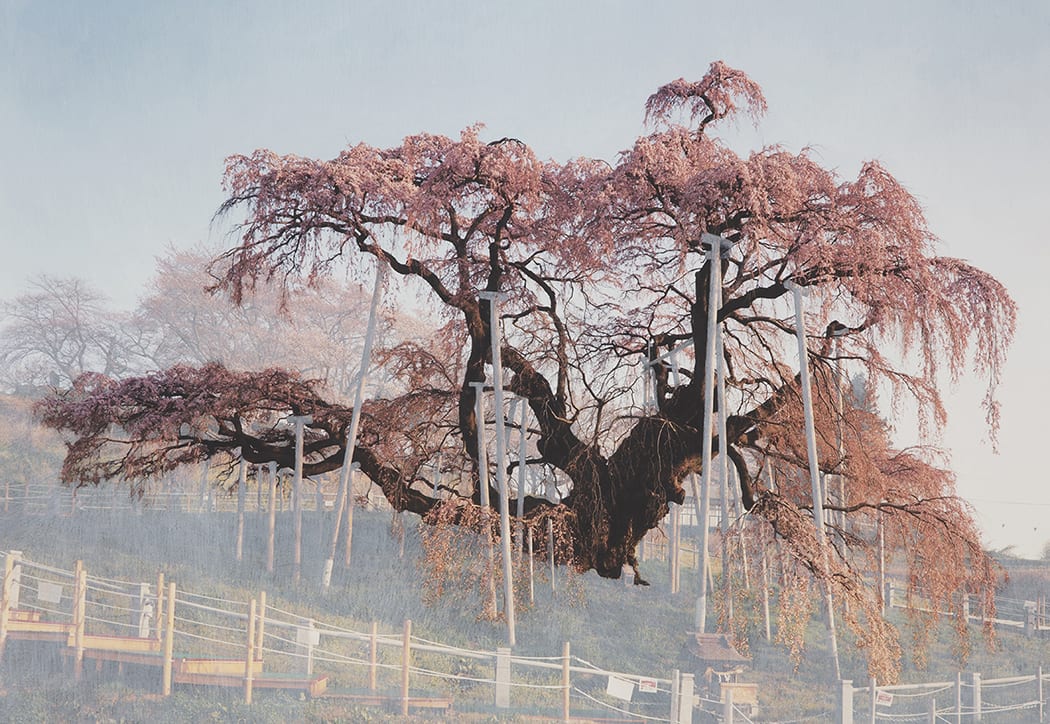 Sakura Study (Taki I) (2022), a photographic print with white pencil, by Tacita Dean