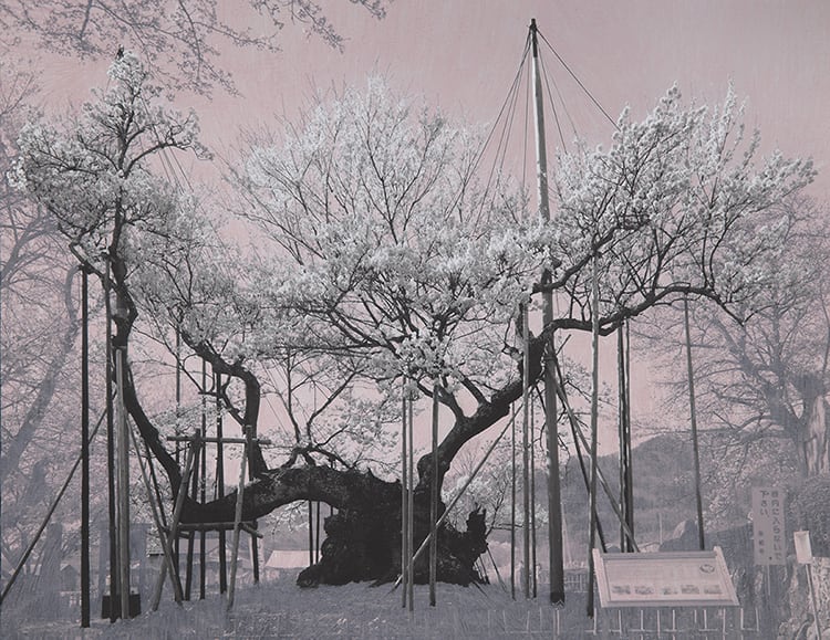 a photographic print with white pencil, by Tacita Dean; image is of a cherry blossom tree propped up