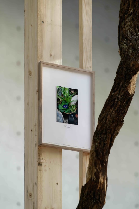 Danh Vo’s "Tropeaolum"