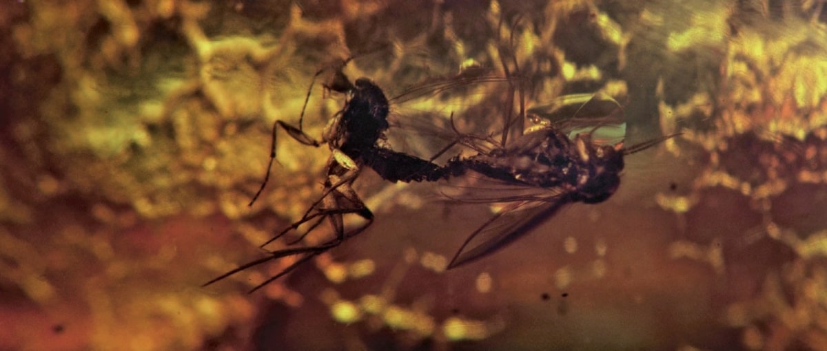 Image: Pierre Huyghe – Offspring