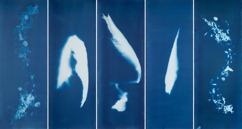 Image: Janelle Lynch Endless Forms Most Beautiful