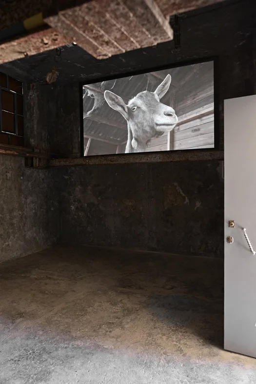 Image: ‘David Shrigley: Laughterhouse’